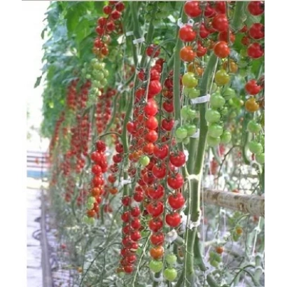 Кисти красных и зеленых томатов сорта Фаворита F1 на растении в теплице