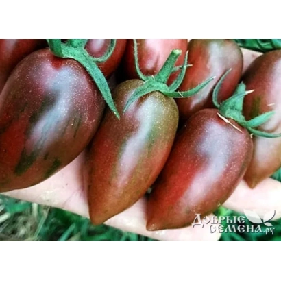 Томаты сорта Аптечная Девица в руке - Фея