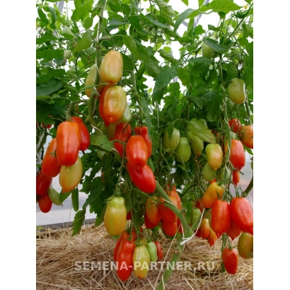 Томаты сорта Фестиваль на кусте