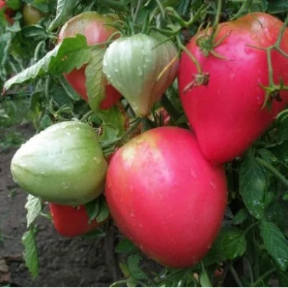 Спелые и зеленые томаты на кусте - Фиделио