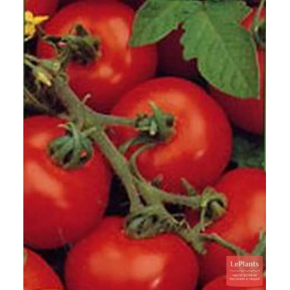 Свежие красные томаты на ветке - ФИГАРО