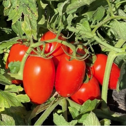 Красные томаты Филикса на ветке