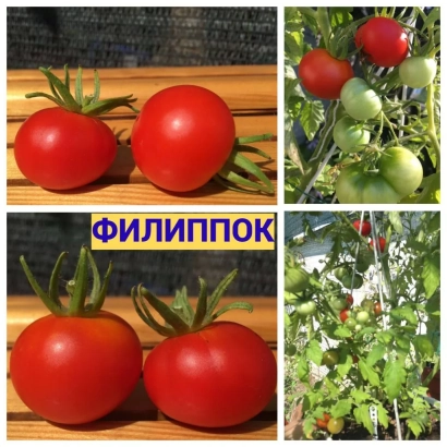 Два червоні помідори сорту Філіппок на дерев'яній поверхні.