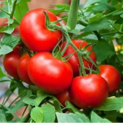 Спелые красные помидоры на ветке - ФИНИШ