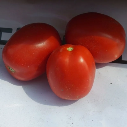 Три красных помидора сорта Ферст на белом фоне