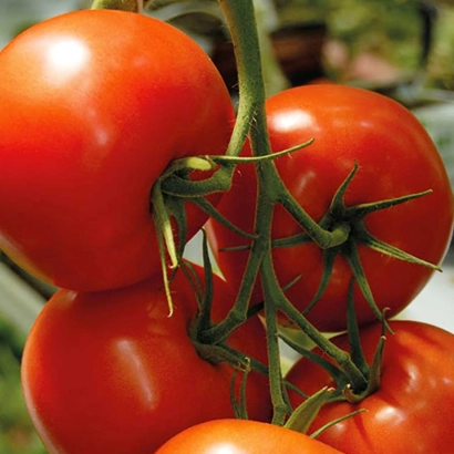 Крупный план спелых красных помидоров на ветке - Физума