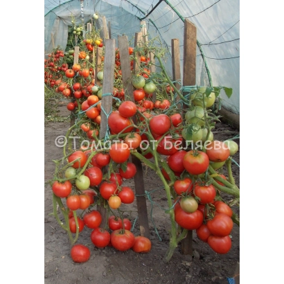 Tomatoes from White on a row in a greenhouse - Flamingo