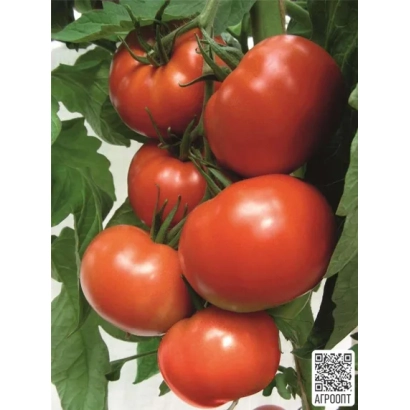 Large red tomatoes on a vine with leaves - FLETCHER