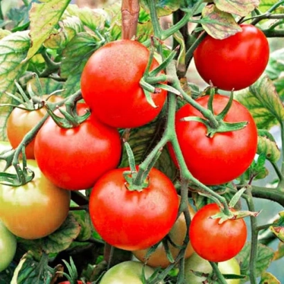 Красные томаты на ветке, сорт Флора