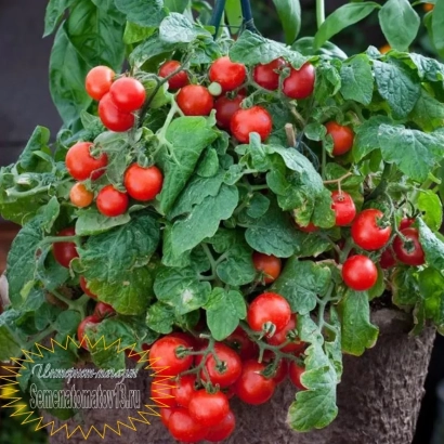 Куст томата с красными плодами на фоне зелени - ФЛОРИДА ПЕТИТ
