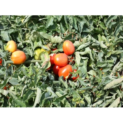 Томаты Фоккер F1 на растении
