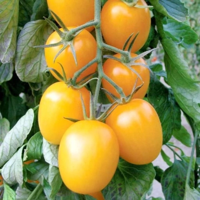 Yellow tomatoes on a vine without a name - FOXIE