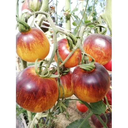 Ripe tomatoes of the Tomato variety on a vine - LAMP