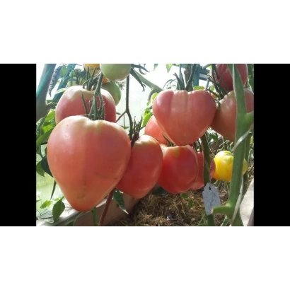 Томаты сорта ФОНЗИКС на растении