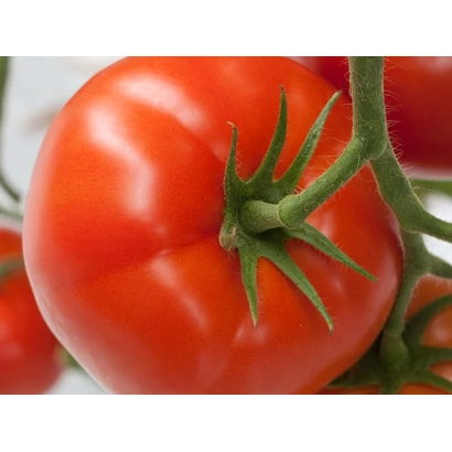 Свежий красный помидор на ветке - ФОРЕНЗА