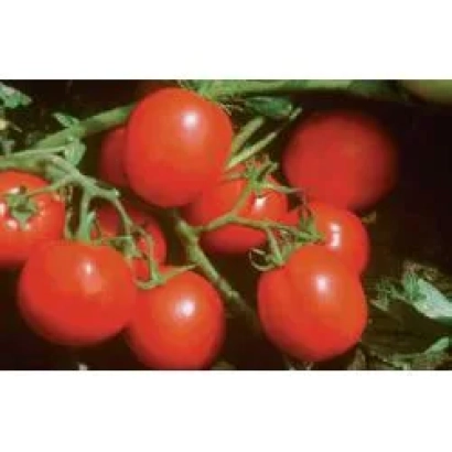 Красные помидоры на ветке - Фортикс F1