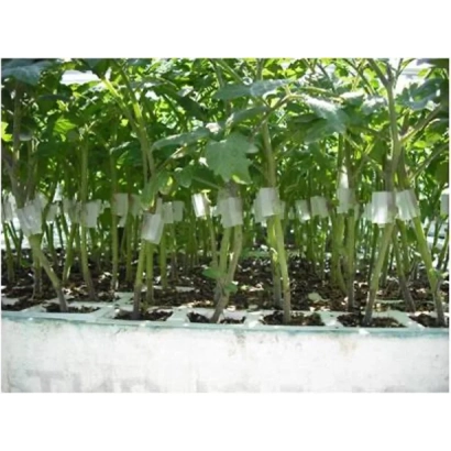 Сеянцы томата на стадии выращивания в лотке - ФОРТИУС