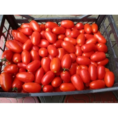 Корзина с красными томатами сорта ФРАМБО