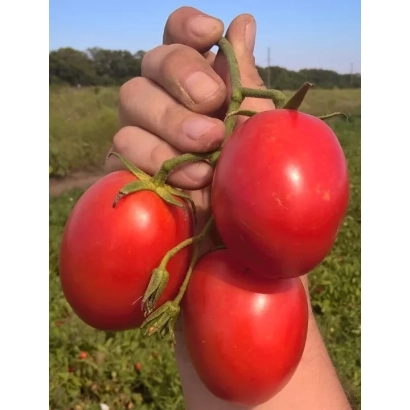 Рука держит три красных помидора сорта ФРЕГАТТА на фоне поля