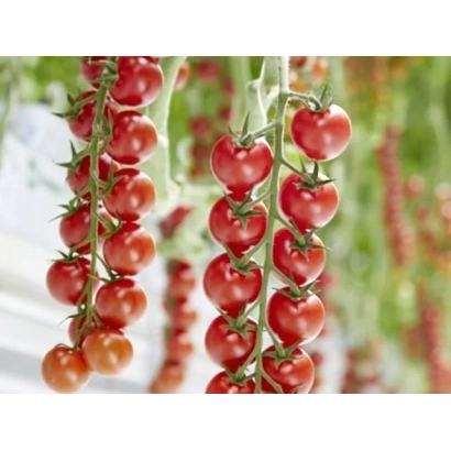 Созревающие красные томаты сорта Фрейзер Парадайз на кустах в теплице.