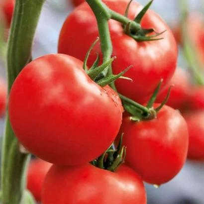 Дозрілі червоні помідори на гілці - ФРІДА