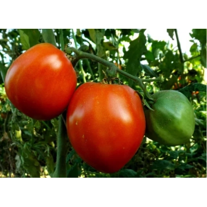 Спелые красные томаты и один зеленый на кусте - Фуджи