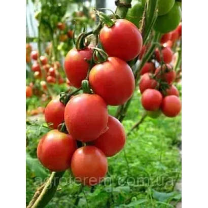 Спелые красные томаты на ветвях в теплице - ФУЭТЕ