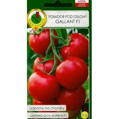 Помидор Галант F1 на ветке с красными плодами