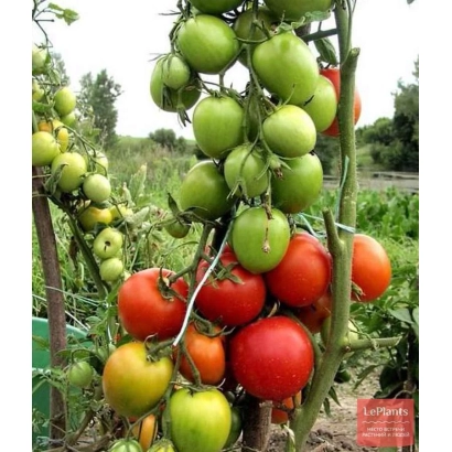 Свіжі помідори на кущі, включаючи червоні та зелені плоди - ГАМАЮН