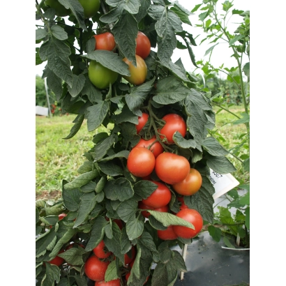 Спелые и зеленые томаты на кусте сорта Гамлет