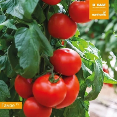 Красные томаты сорта Гамзе на ветке