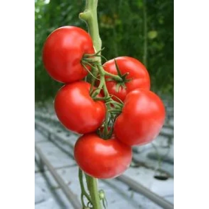 Красные помидоры на ветке в теплице - Гангут F1