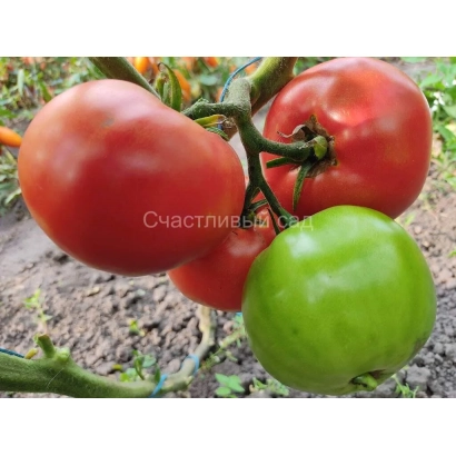 Червоні та зелені помідори на гілці, сорт Счастливий - Гармонія