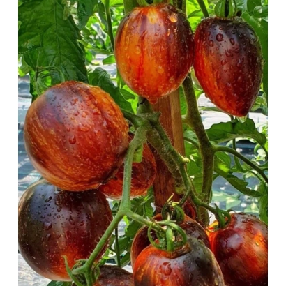 Спелые красные томаты сорта Гастелле на ветке