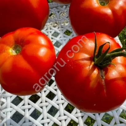 Великі червоні помідори на білій сітці - Гяур