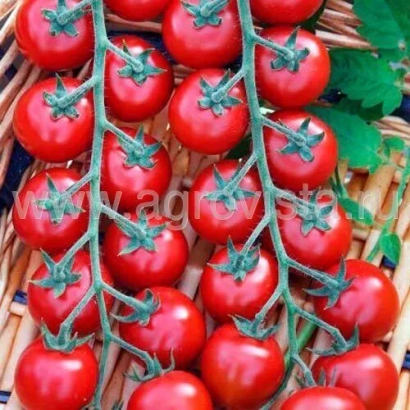 Красные томаты на лозе в плетеной корзине - Гефест