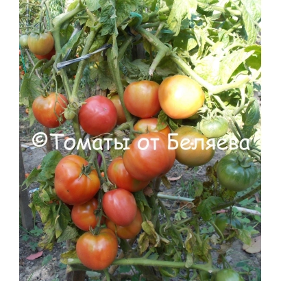 Спелые и зеленые томаты сорта Гейша на кусте, фото от Беляева