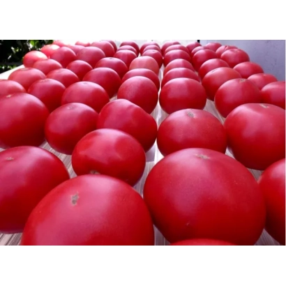 Крупні червоні помідори на дерев'яній поверхні - ГЕННАДІЧ