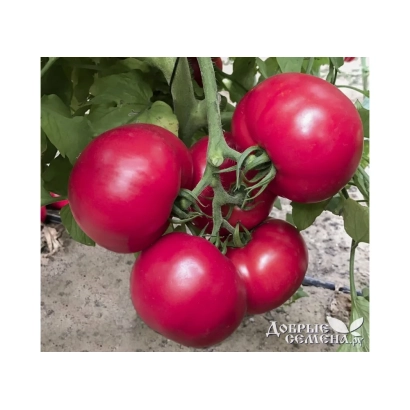 Красные томаты на ветке - ГЕО ПЛЮС