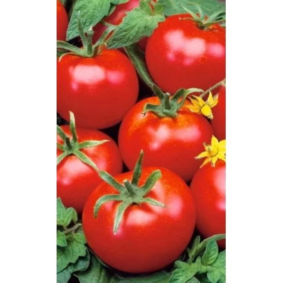Крупные красные томаты на зелёных листьях - Геркулес