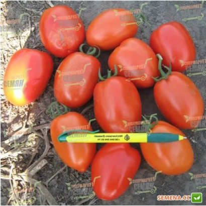 Красные томаты на земле с зелёным маркером - ГИАЛИТ