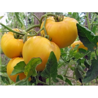 Желтые томаты сорта ГИГАНТ ЛИМОННЫЙ на кусте