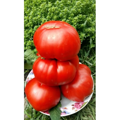 Крупные красные томаты сорта ГИГАНТЕЛЛА на белой тарелке на фоне зелени