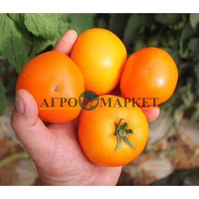 Hand holding four orange Golda tomatoes against green foliage, with AGROMARKET logo