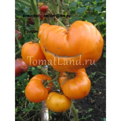 Томаты сорта ГОЛДИ на кусте