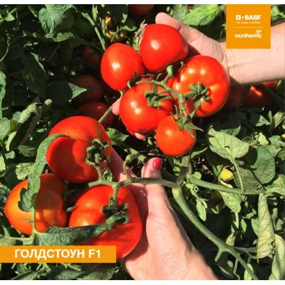 Томаты сорта ГОЛДСТОУН F1 на ветке, держатся руками