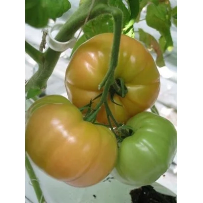Томаты сорта Горожанка F1 на растении