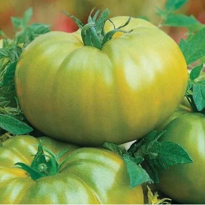 Зеленый помидор сорта Гостинец на фоне листьев