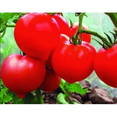 Спелые красные томаты на ветке - ГОСУДАРЬ