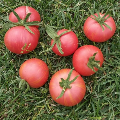Красные томаты сорта Графити на зелёной траве - ГРАФФИТИ